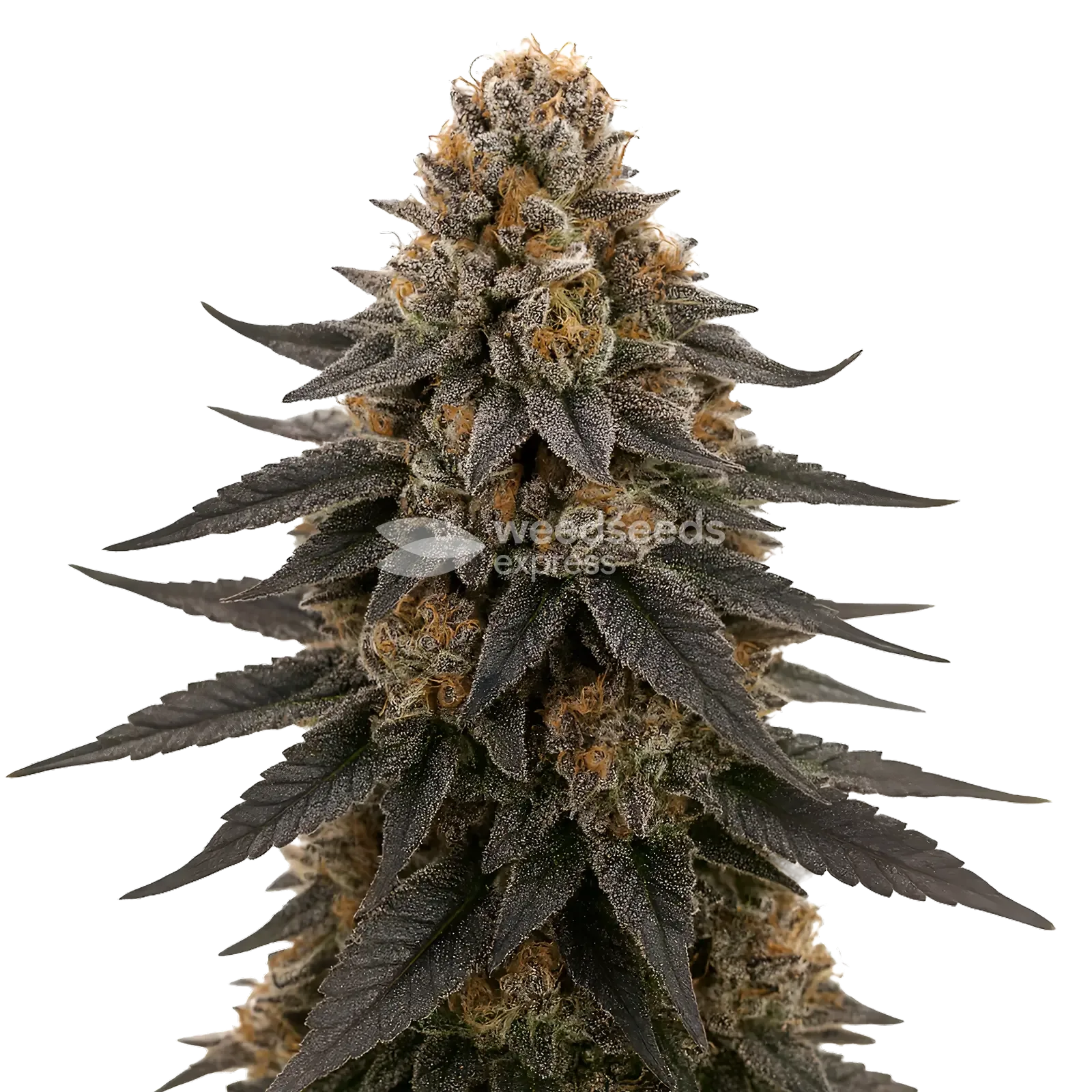 Plante de cannabis White Runtz