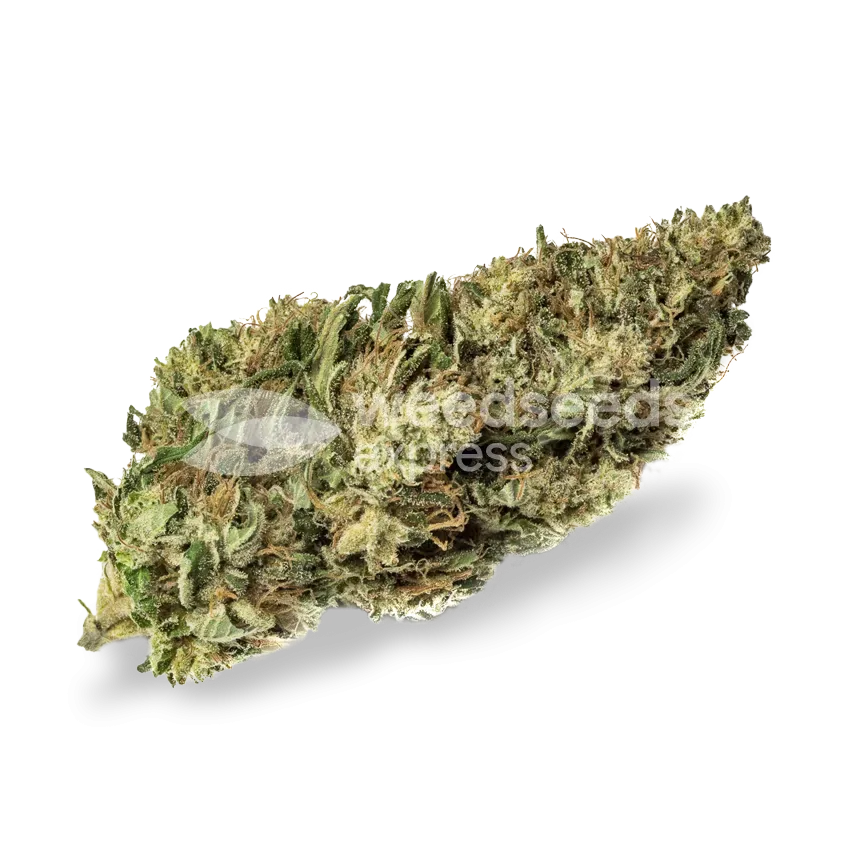 White Russian bud