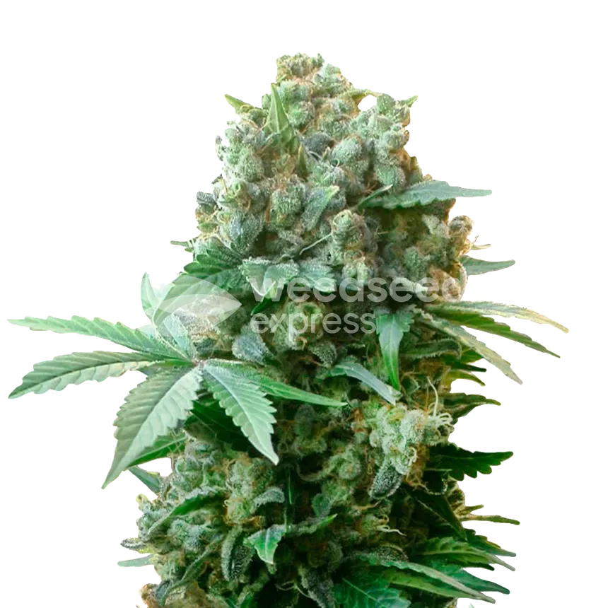 White Russian plant