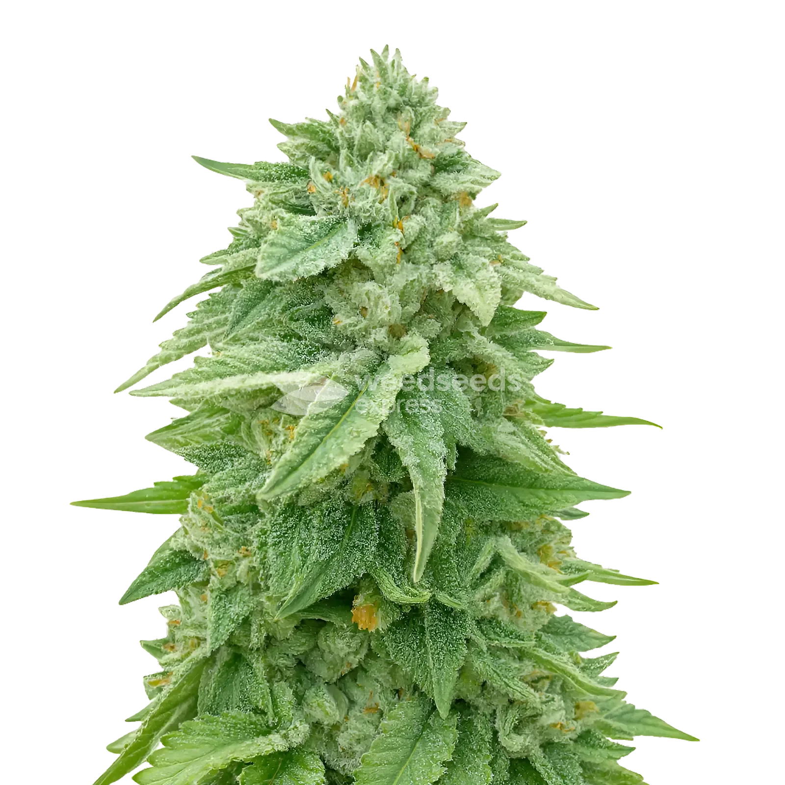 Plante de cannabis White Truffle