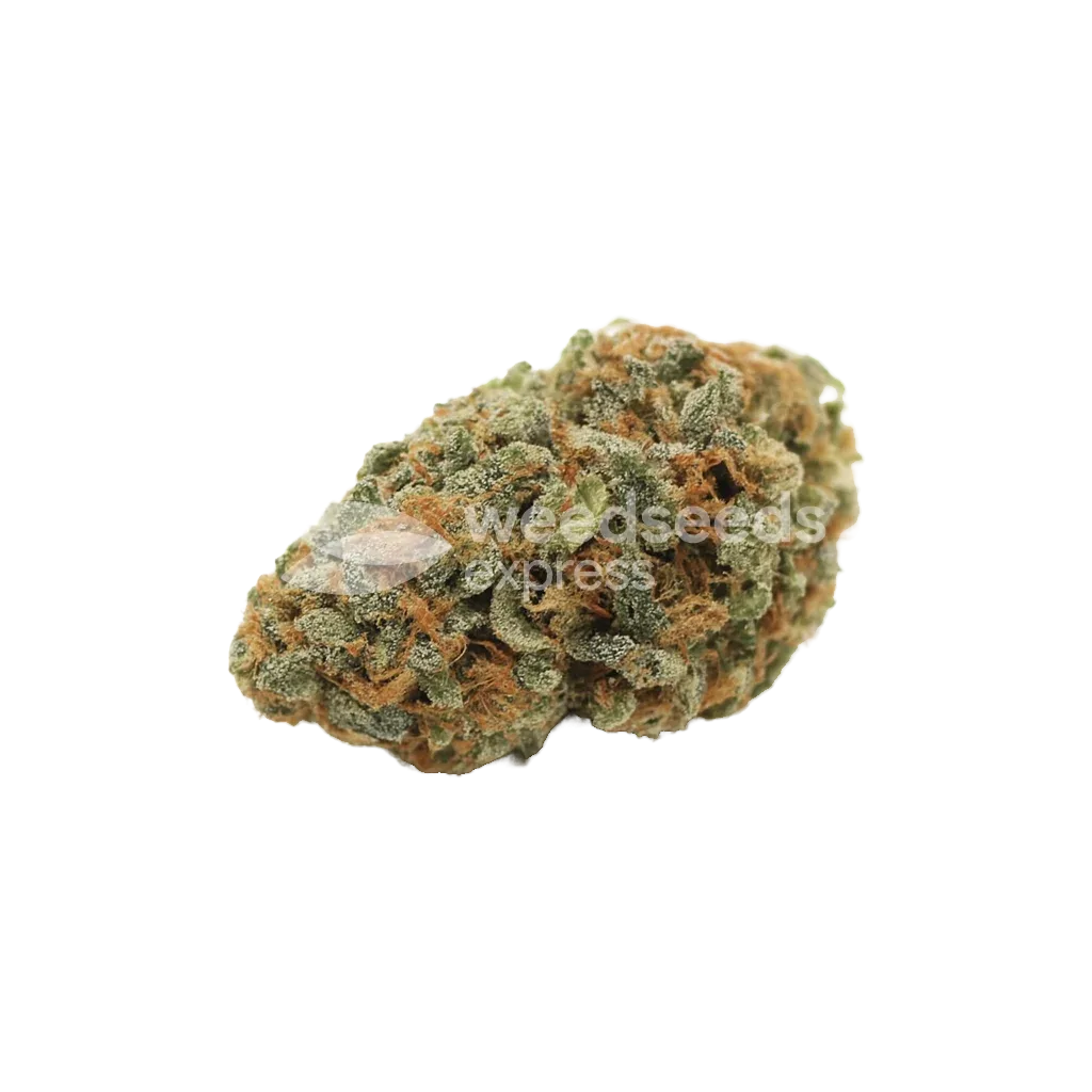 Bud de White Widow Auto