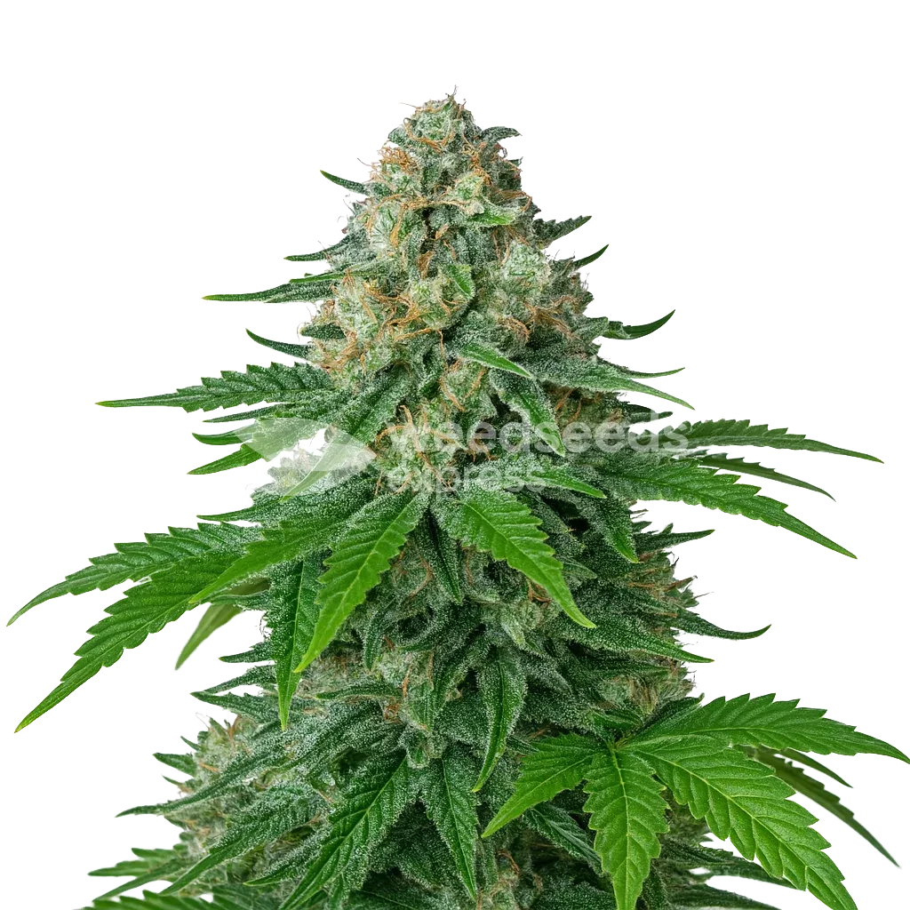 Plante de White Widow Auto