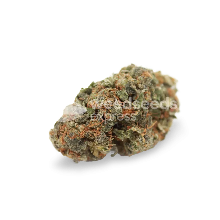 White Widow bud