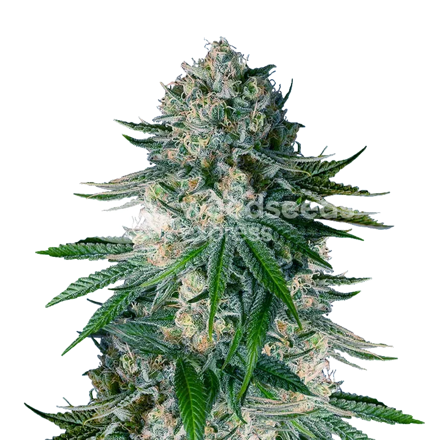 White Widow plant