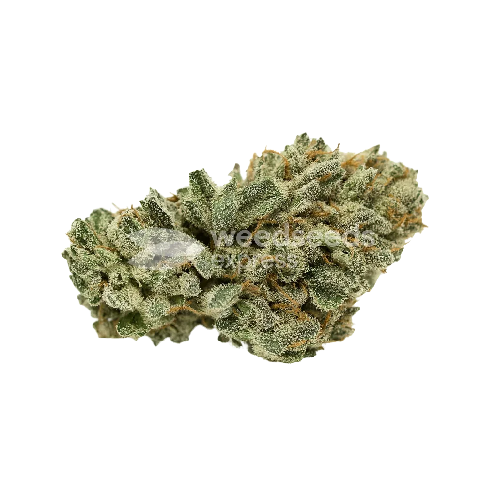 Bud de White Widow x Northern Lights Auto