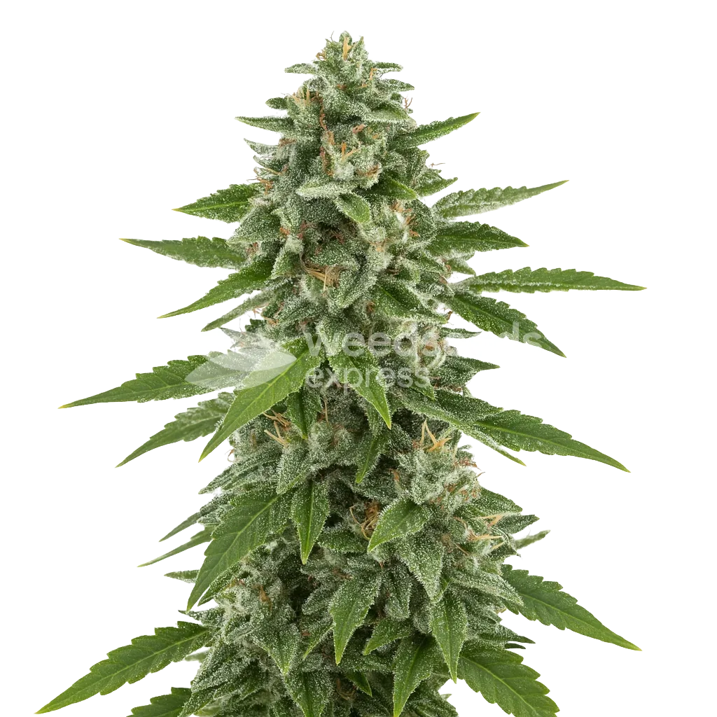 Plante de White Widow x Northern Lights Auto