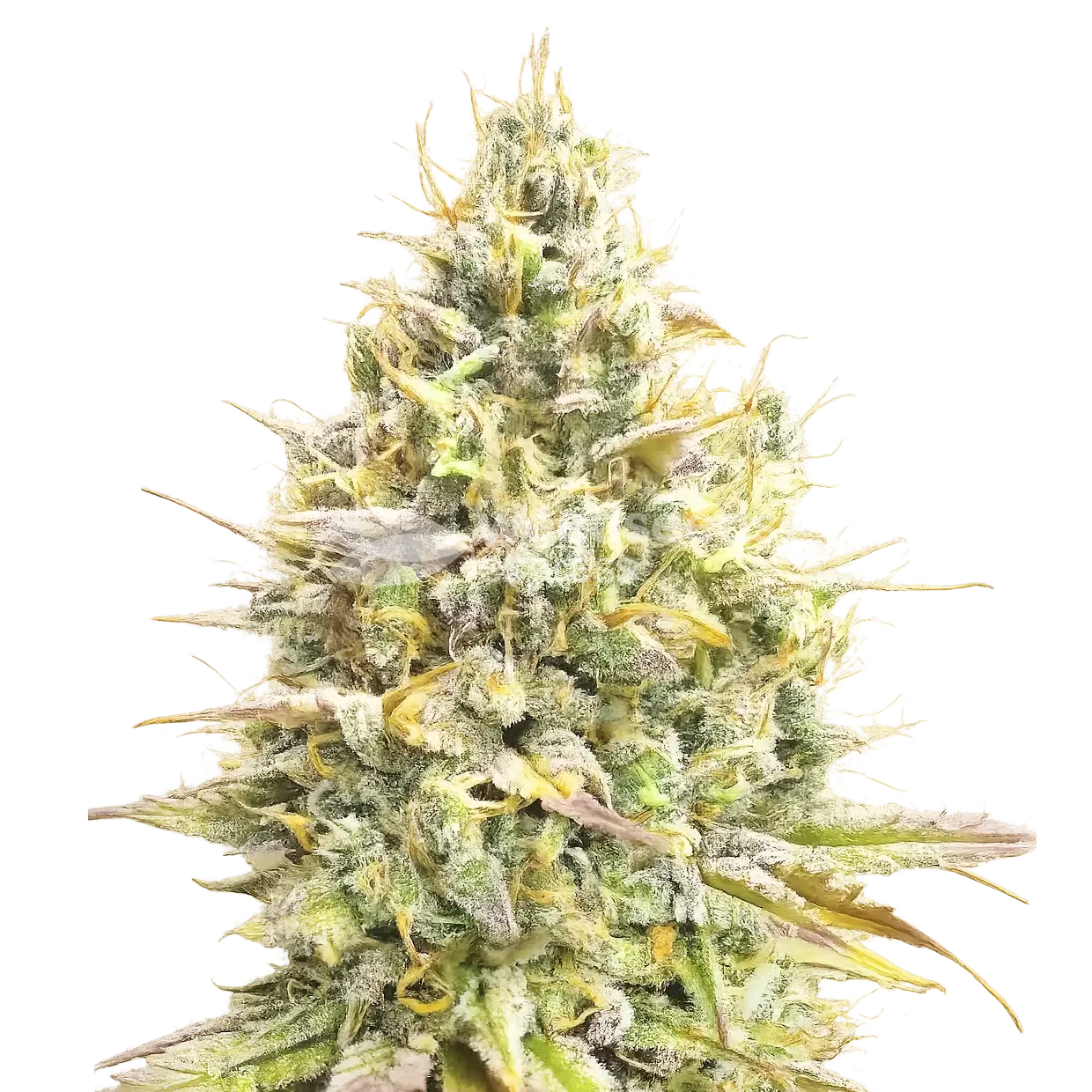 Yumboldt Banana Plante
