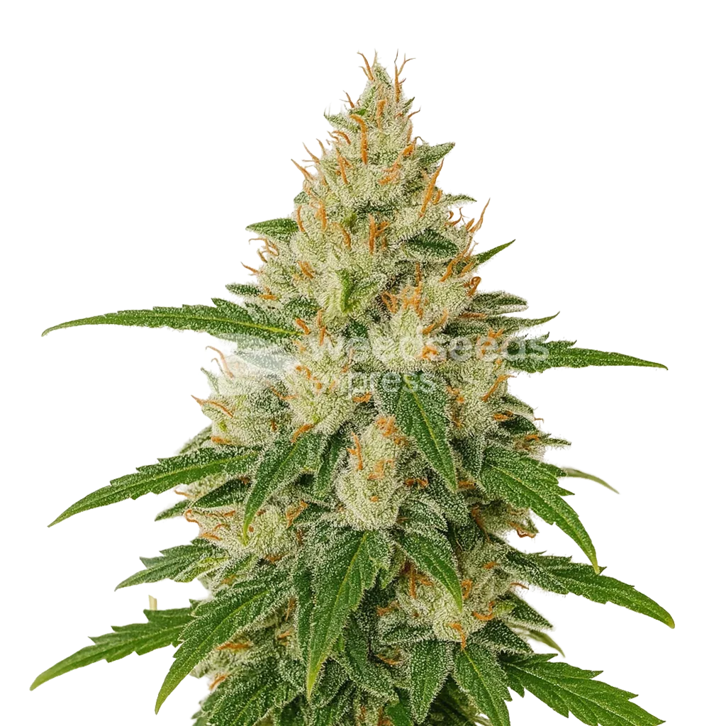 Plante de Zkittlez Auto