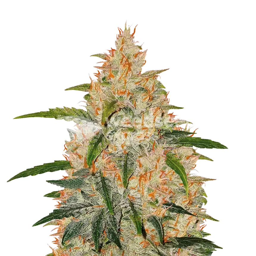 Zkittlez plant