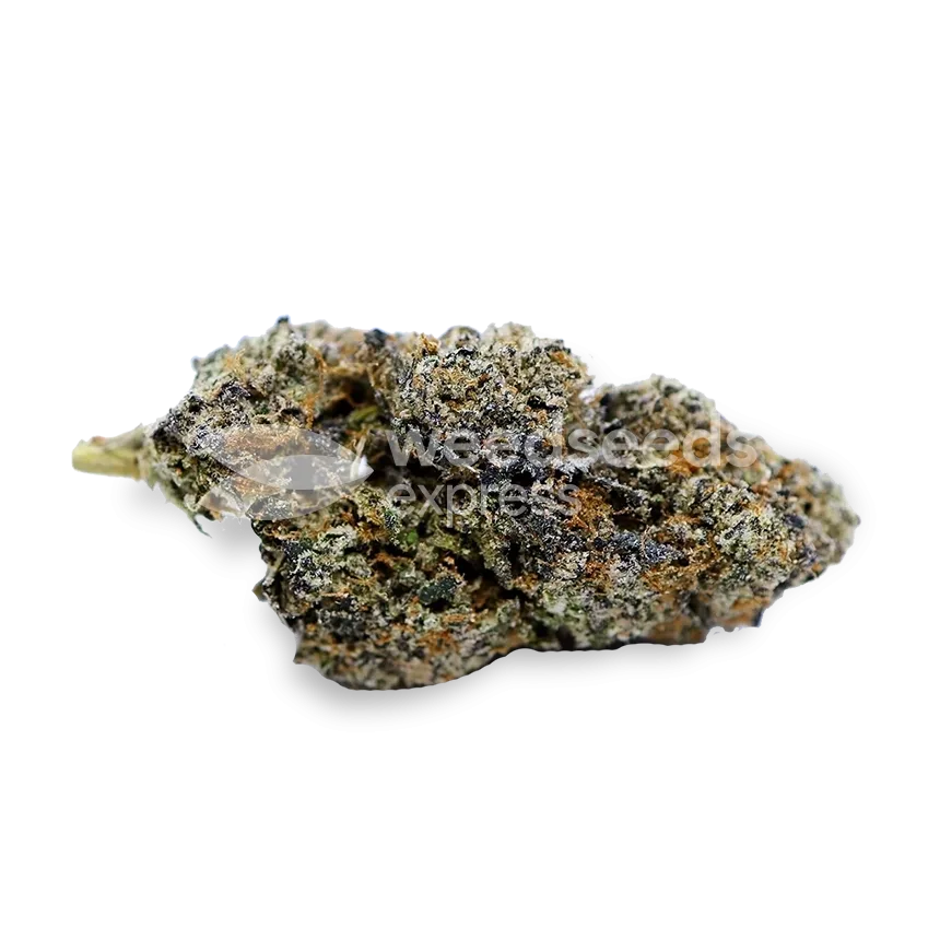 Bud de Zoap