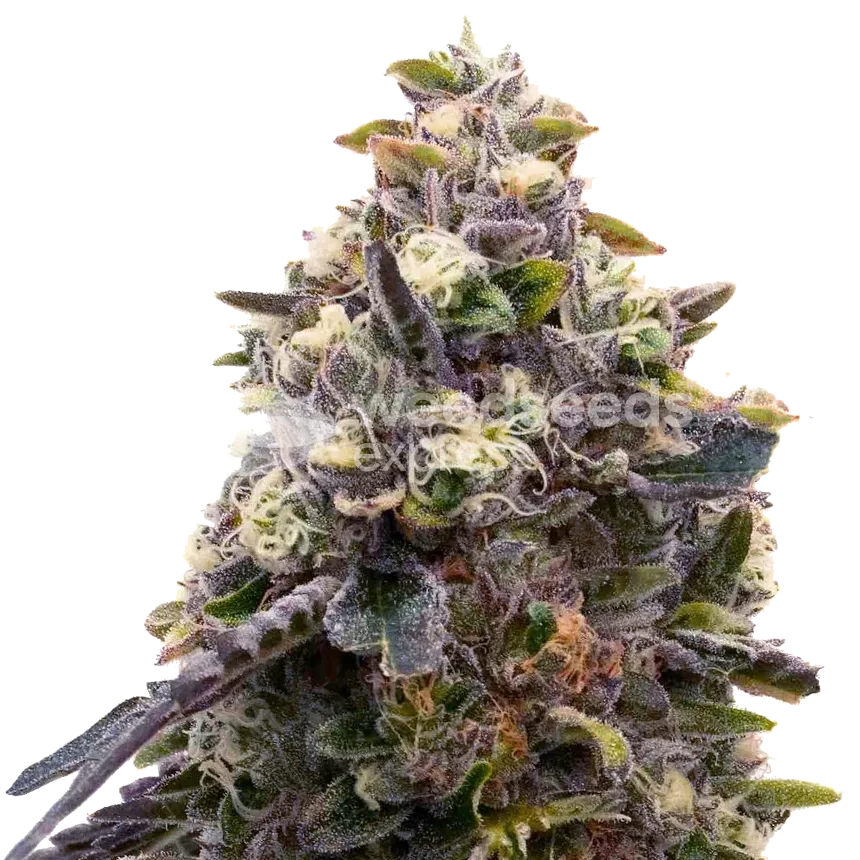 Plante de Zoap