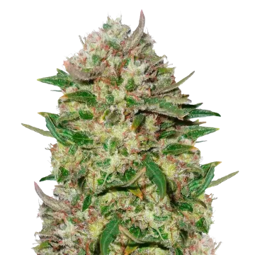 plante de cannabis 24K Gold