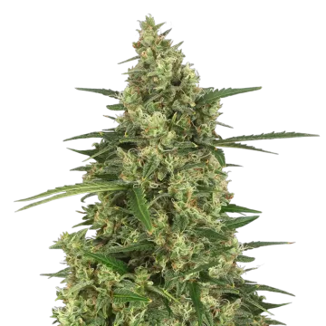 plante de cannabis 9 Pound Hammer