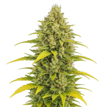 plante de cannabis Acapulco Gold Auto
