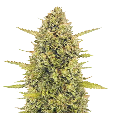 plante de cannabis Acapulco Gold