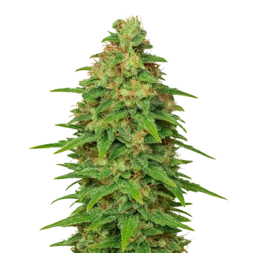 plante de cannabis ACDC Auto
