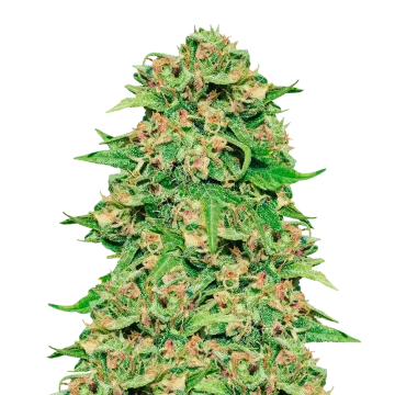 plante de cannabis ACDC