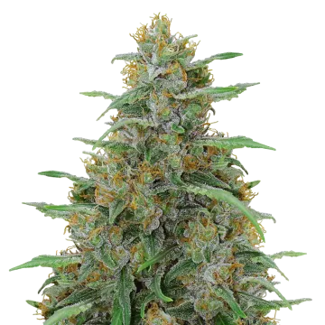 plante de cannabis Adrenaline OG