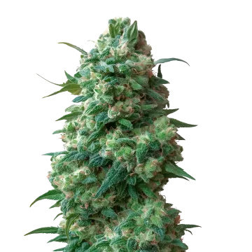 plante de cannabis Afghan Kush