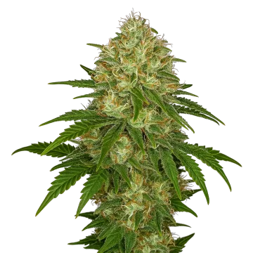 plante de cannabis Afghani Auto
