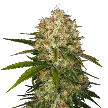 plante de cannabis Afghani