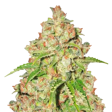 plante de cannabis Agent Orange