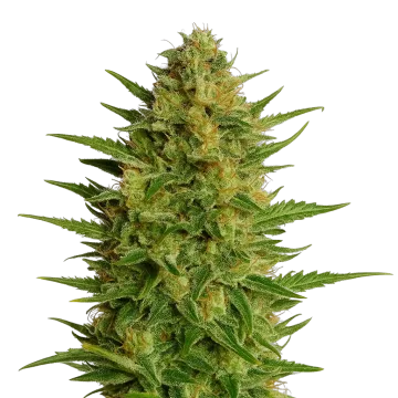 AK-47 Auto