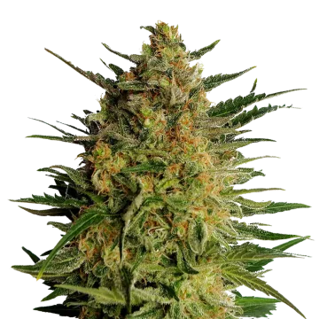 plante de cannabis AK-47