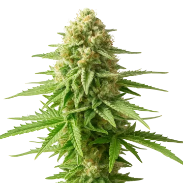 plante de cannabis AK-48 Auto