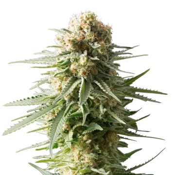 plante de cannabis AK-48