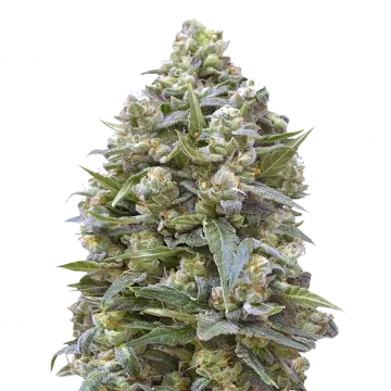 plante de cannabis Alaskan Thunder Fuck