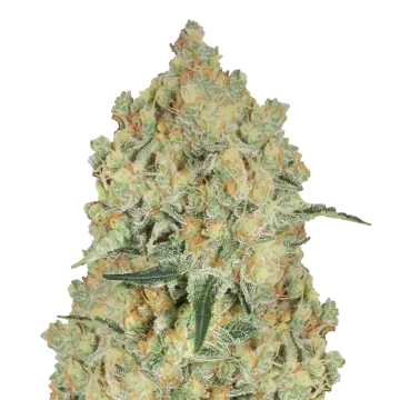 plante de cannabis Alien OG