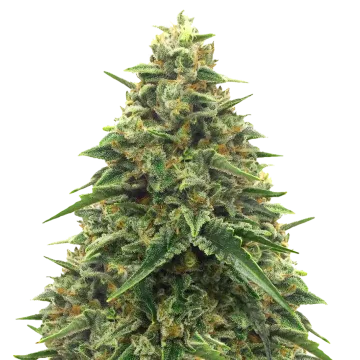 plante de cannabis Alpine Star CBD