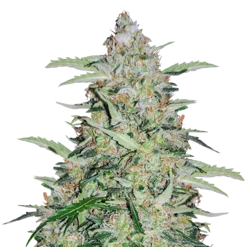 plante de cannabis American Patriot