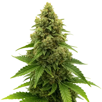 plante de cannabis Amnesia Auto