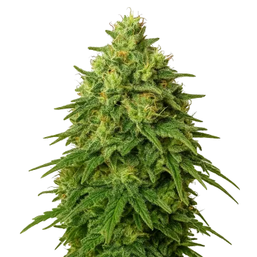 plante de cannabis Amnesia Haze Auto