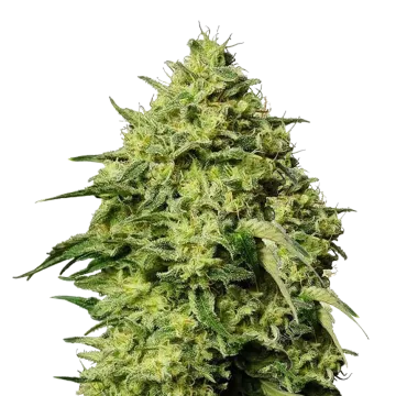 plante de cannabis Amnesia Haze