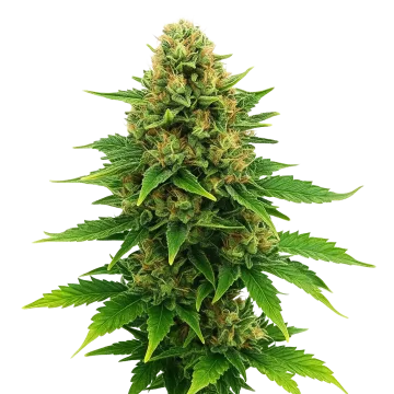 plante de cannabis Amnesia Haze X Blueberry Auto