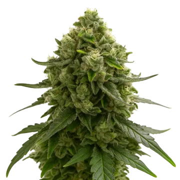 plante de cannabis Amnesia Kush Auto