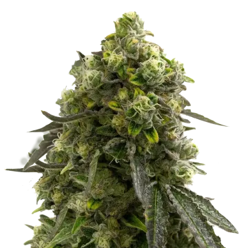 plante de cannabis Amnesia Kush