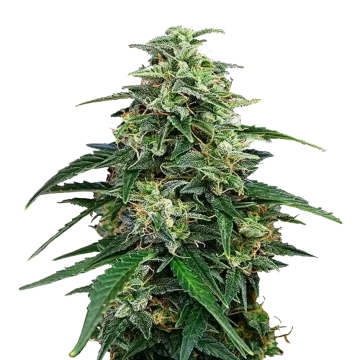 plante de cannabis Amnesia Lemon Kush