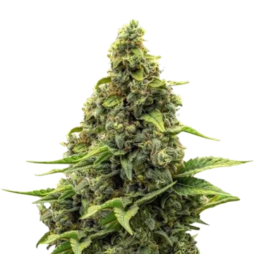 plante de cannabis Amnesia