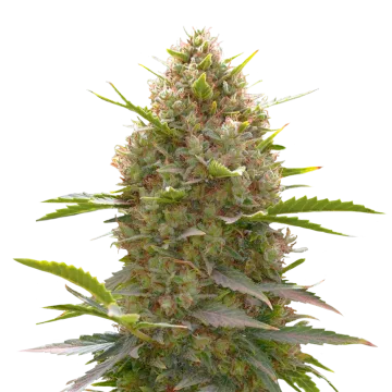 plante de cannabis Amnesia Haze x White Widow