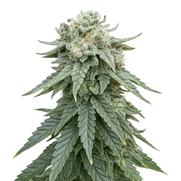 plante de cannabis Animal Face Auto