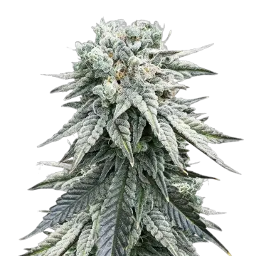 plante de cannabis Animal Face