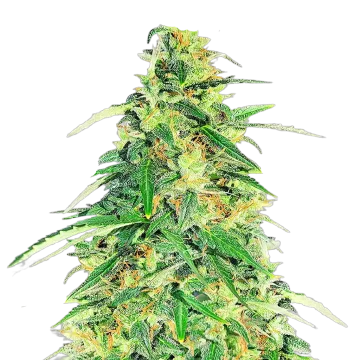 plante de cannabis Apple Betty