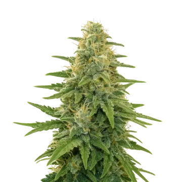 plante de cannabis Apple Fritter Auto