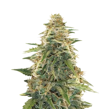plante de cannabis Apple Fritter