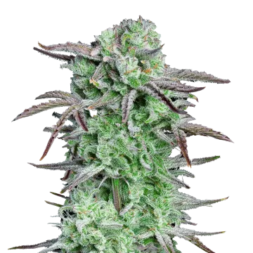 plante de cannabis Apples and Bananas