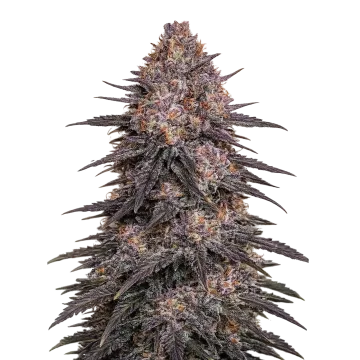 plante de cannabis Archive Runtz